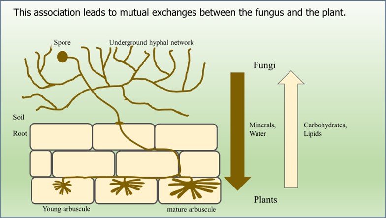 Cooperative Connection: Turf and Mycorrhizae Fungi